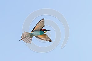 European Bee Eater In Flight (Merops Apiaster